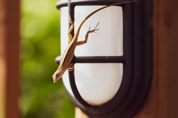 Lizard Control Spray